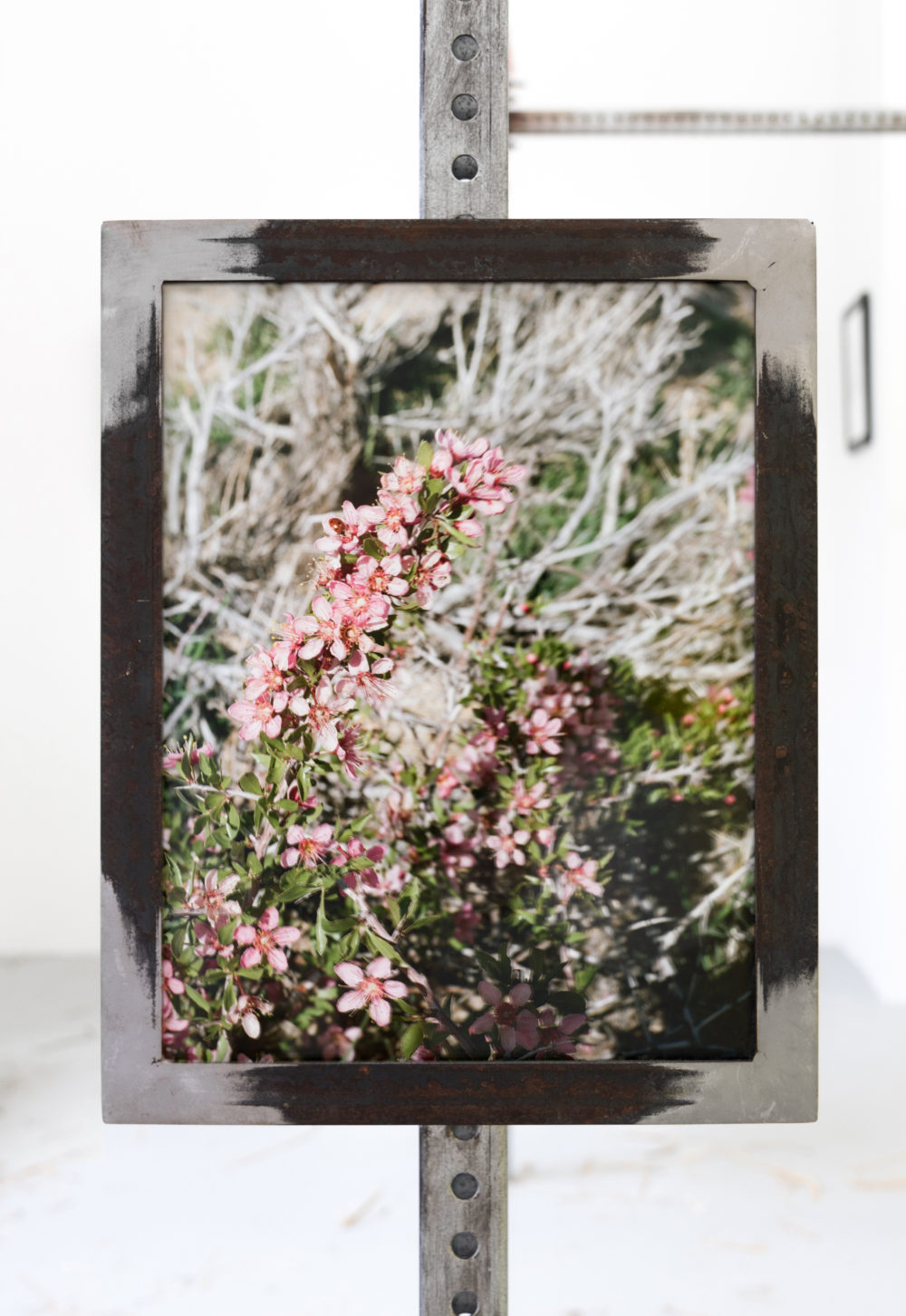 Suzanna Zak Now Let Us Gather Some Desert Peaches, 2016 C-print, sticker, artist’s frame